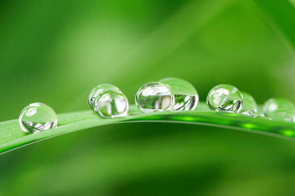 Drops with green grass
