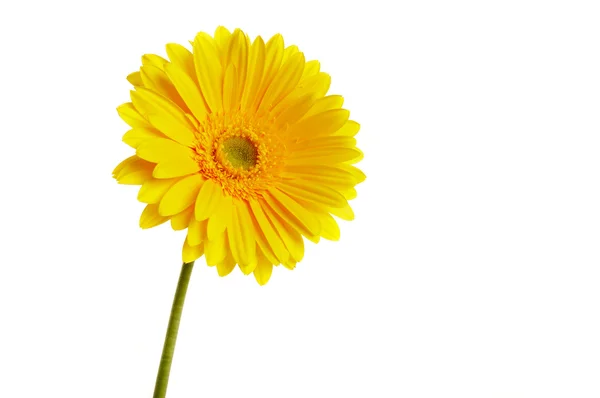 Schöne gelbe Blütenblätter Nahaufnahme — Stockfoto