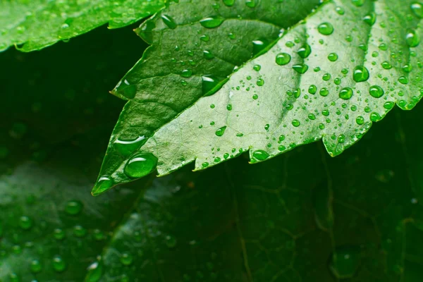 Leaf and drop Royalty Free Stock Images