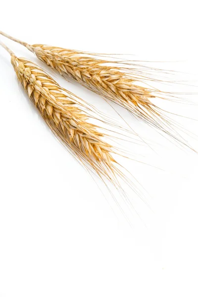 Grain ears Stock Image
