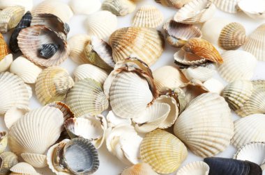Seashells clipart