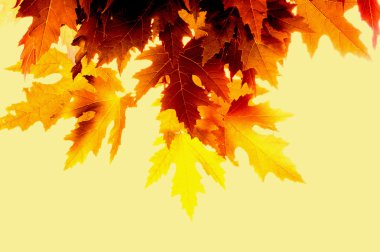 Sonbahar Yaprakları