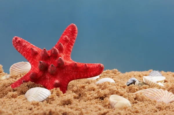Conchas marinas encantadoras contra —  Fotos de Stock