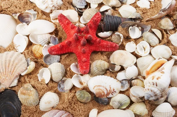 Lovely seashells against — Stock Photo, Image