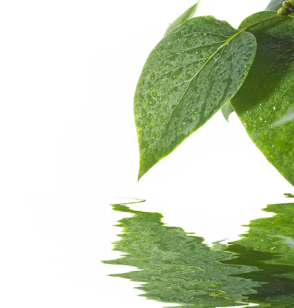 Frische grüne Blätter über Wasser — Stockfoto