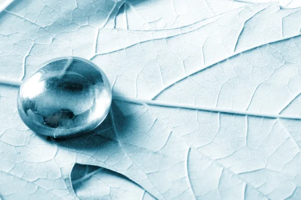 Transparante drop water op een vel — Stockfoto