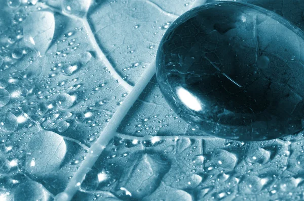Διαφανής σταγόνα νερού σε ένα φύλλο — Φωτογραφία Αρχείου