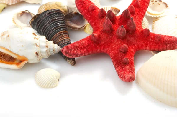 Lovely seashells against — Stock Photo, Image