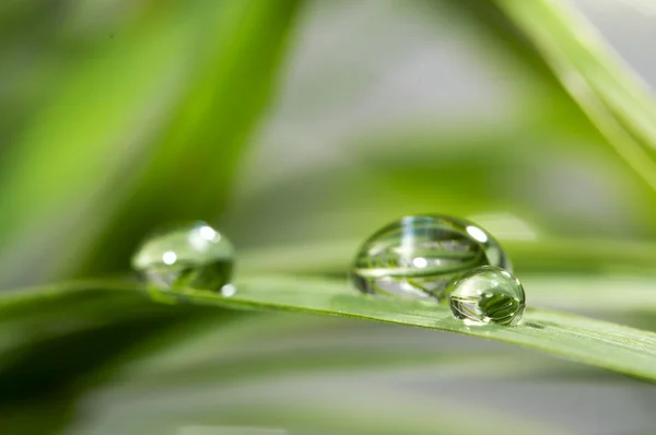 Gotas con hierba verde —  Fotos de Stock