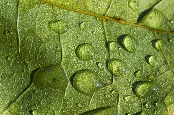 stock image Transparent drop of water on a sheet