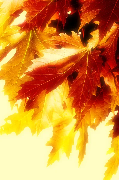 Autumn leaves, soft focus — Stock Photo, Image