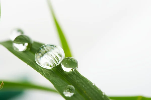 Gotas con hierba verde —  Fotos de Stock
