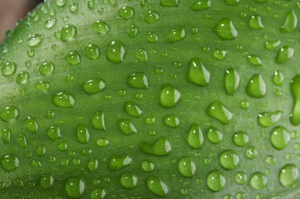 stock image Drops with green grass