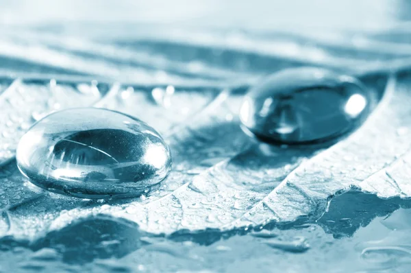 Transparenter Tropfen Wasser auf einem Blatt — Stockfoto