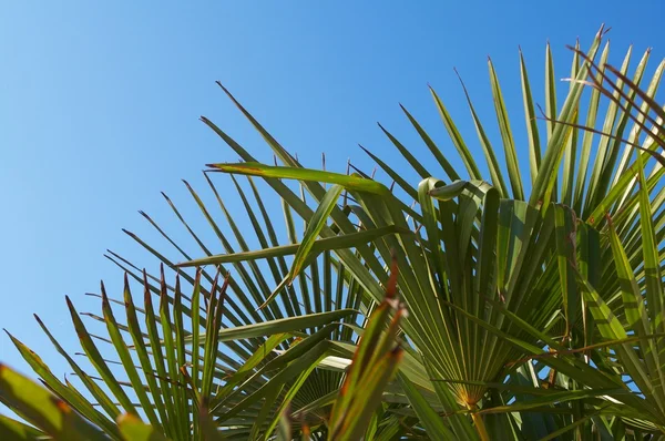 Palm och sol — Stockfoto