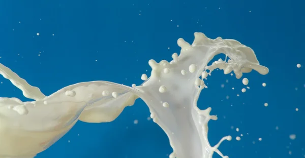 Spruzzi di latte su uno sfondo blu — Foto Stock