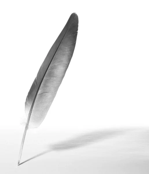 Feather on background. — Stock Photo, Image