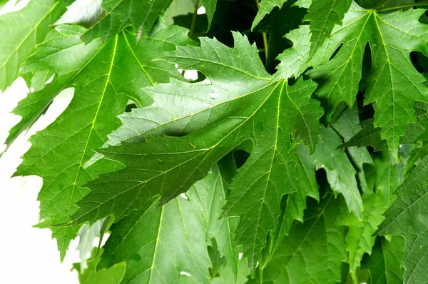 Grüne frische Ahornblätter — Stockfoto