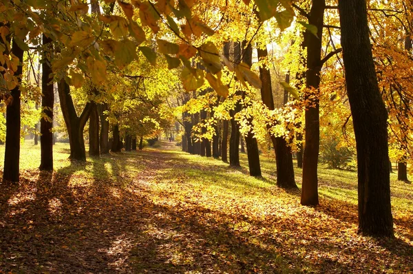 Осень, осенний фон — стоковое фото
