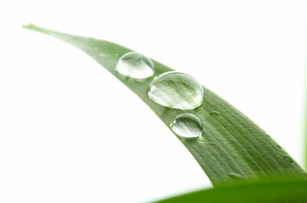水ドロップ緑の芝生 — ストック写真
