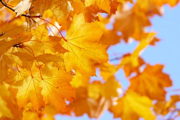 Outono, outono fundo — Fotografia de Stock