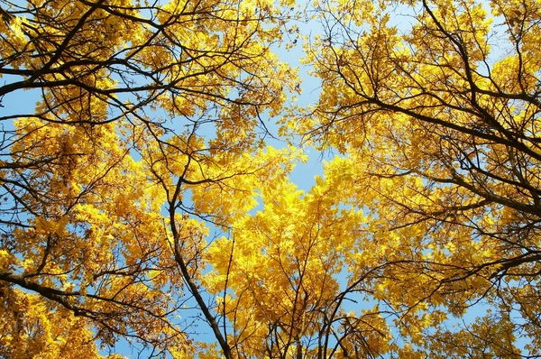 stock image Autumn, fall background