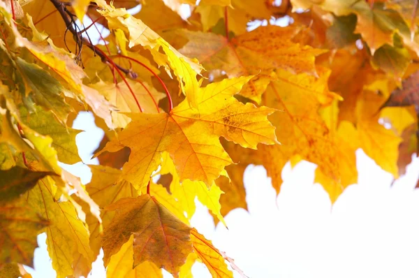 Herbst, Herbst Hintergrund — Stockfoto