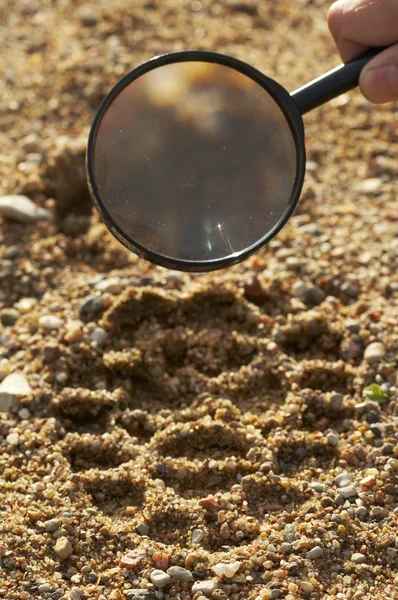 stock image Magnifier, trekkers boot print