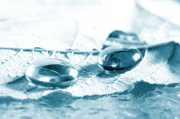 Gota transparente de água em uma folha — Fotografia de Stock