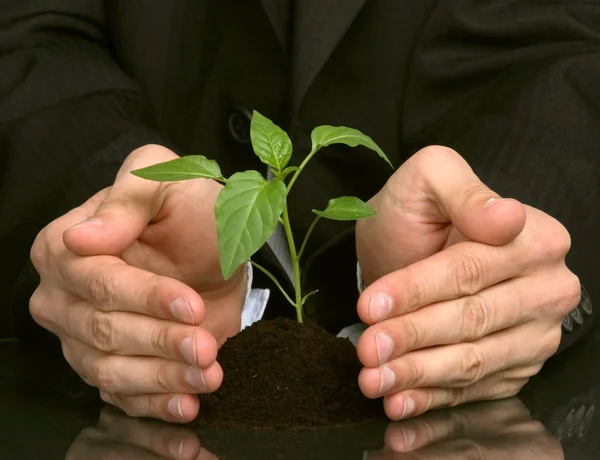 Geschäftsleute eine Pflanze zwischen den Händen — Stockfoto