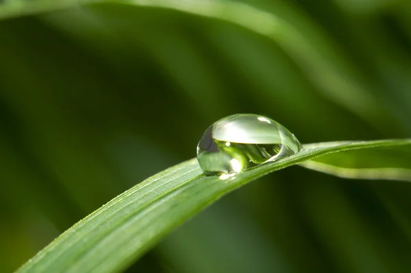 Droppar med grönt gräs — Stockfoto