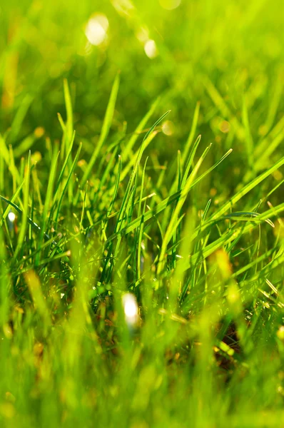 Mladí šťavnaté zelené trávě — Stock fotografie