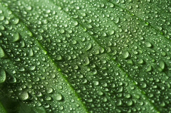 stock image Leaf and drop