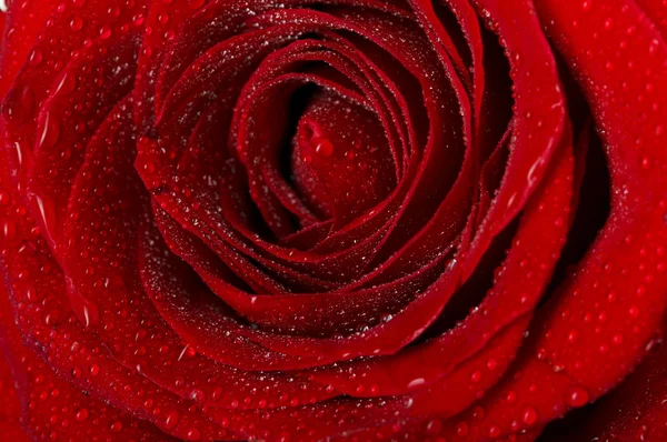 Macro image of dark red rose with water droplets. Extreme close- — Stock Photo, Image