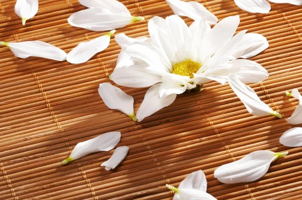 stock image Flowers spa