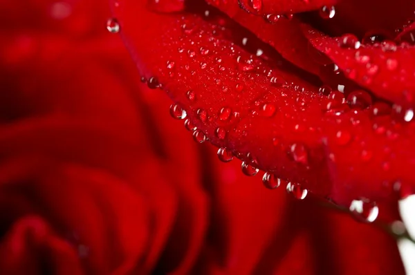 Makró vízcseppek a sötét vörös rózsa képe. Közelkép . — Stock Fotó