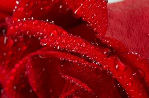 Macro immagine di rosa rosso scuro con goccioline d'acqua. Primo piano estremo  . — Foto Stock