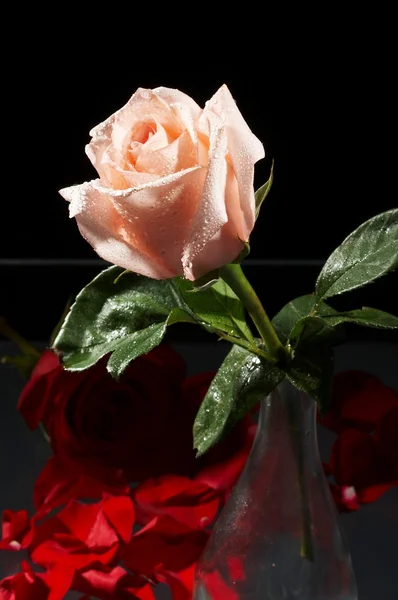 玫瑰 — 图库照片