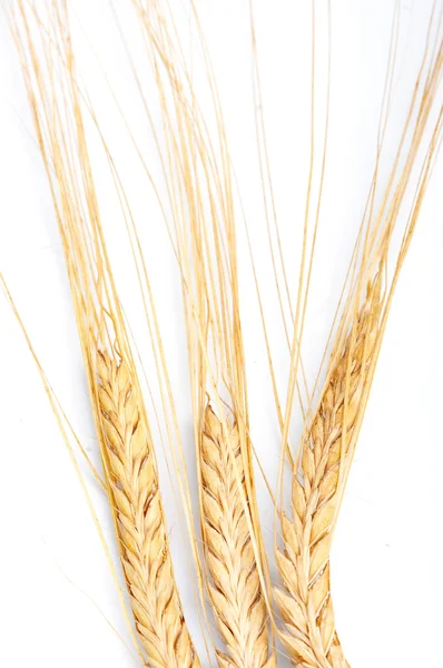 穀物の耳 — ストック写真
