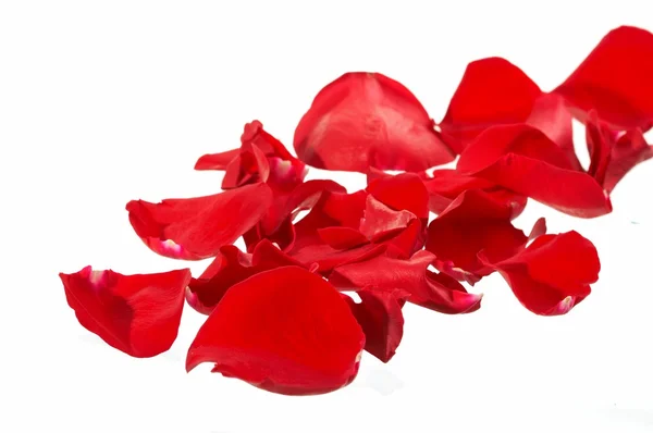 Petals of a rose, on a white background. Stock Picture