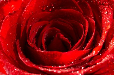 görüntüyü Su damlacıkları ile koyu kırmızı gül. aşırı yakın çekim .