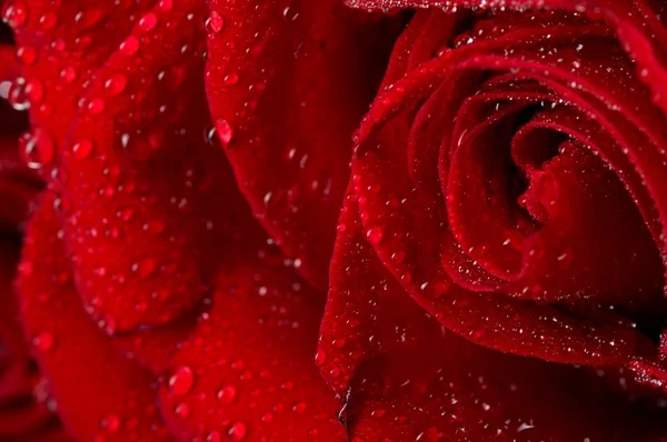 水滴を持つ暗い赤いバラのマクロ画像。極端なクローズ アップ . — ストック写真