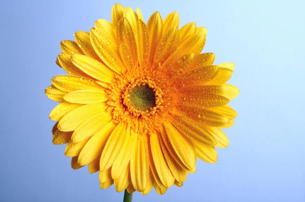 美しい黄色の花の花びらのクローズ アップ — ストック写真
