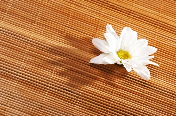 stock image Flowers spa