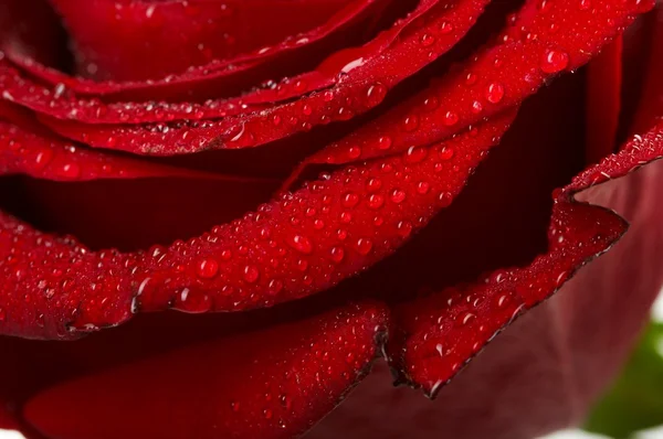 Макроизображение темно-красной розы с капельками воды. Экстремальный крупный план  . — стоковое фото