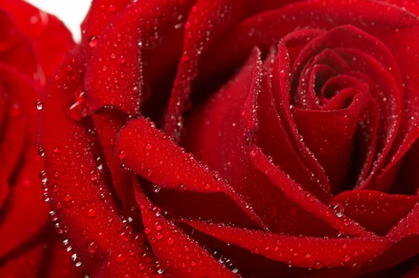 Imagine macro de trandafir roșu închis cu picături de apă. Extrem de aproape  . — Fotografie, imagine de stoc