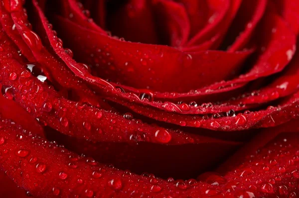 Makro obraz ciemno czerwona róża z kropelek wody. ekstremalnych bliska . — Zdjęcie stockowe