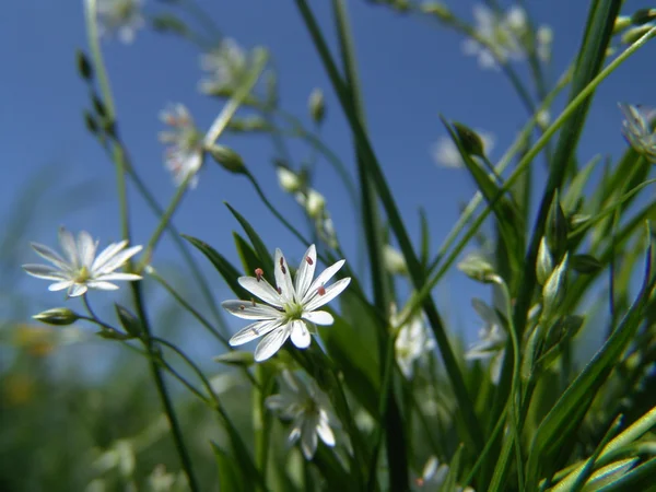 Λιβάδι λουλούδια λευκό — Φωτογραφία Αρχείου