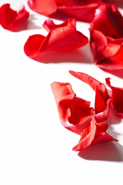 一朵玫瑰，在白色背景上的花瓣. 免版税图库图片