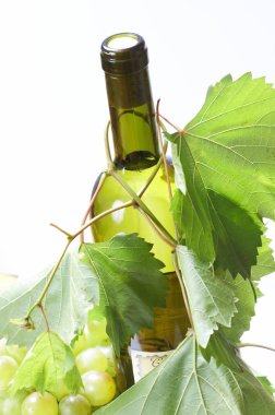 şarap şişesi ve genç üzüm asma